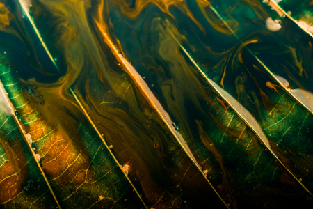 Leaf  painted in green in close up viewの写真素材