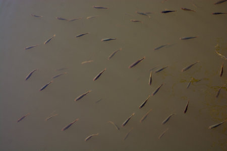 Fish found  in abundance  in the muddy waters