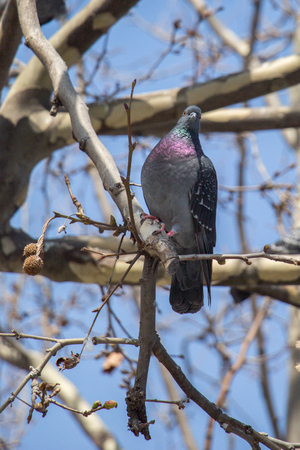 Pigeon is sitting on the tree branchの写真素材