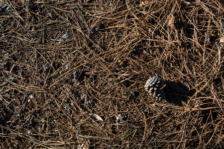 Texture background of autumn season with leavesの写真素材