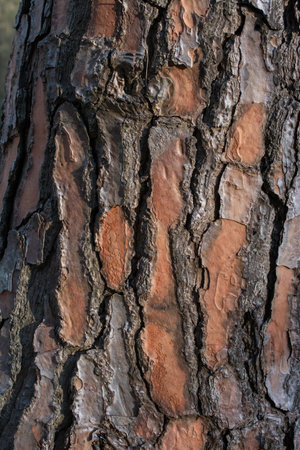 Close up tree bark texture as a  wooden background