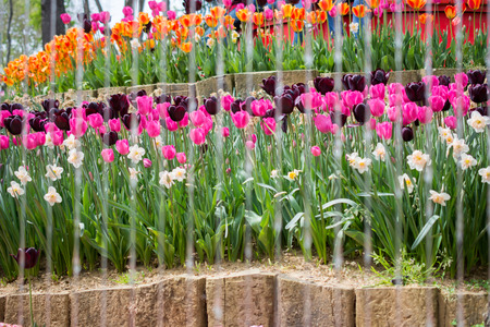 Colourful tulip flowers bloom in the spring  gardenの写真素材