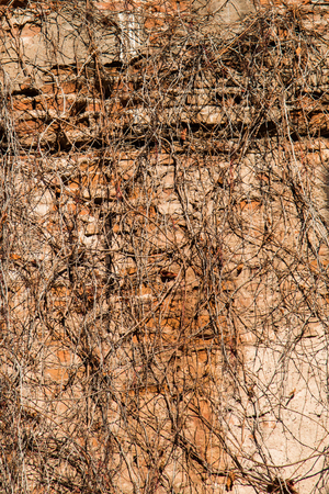 Texture background of autumn season with some of its elementsの写真素材