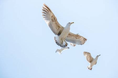 Seagulls flying in a sky as a background