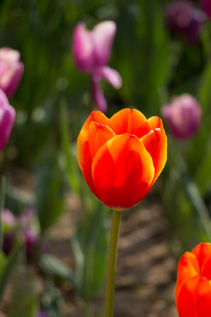 Single  Tulip Flower Blooming in Spring Seasonの写真素材