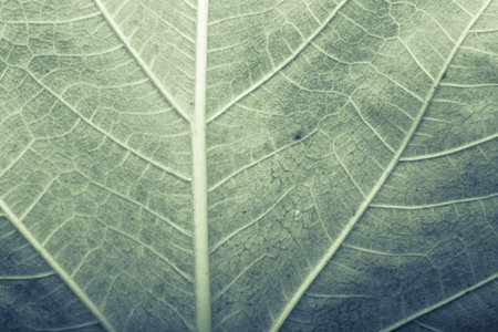 Dry tree leaf as an Autumn background