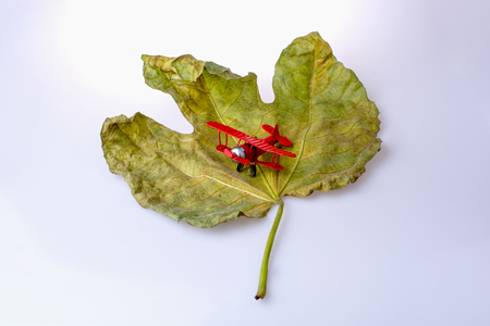 Little model airplane on a dry leafの写真素材