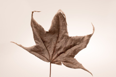 Beautiful dry autumn leaf placed on a white backgroundの写真素材