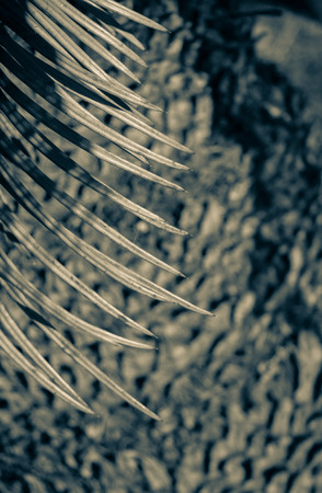 Dry leaves as an Autumn  nature backgroundの写真素材