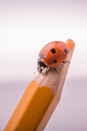 Beautiful photo of red ladybug walking on a color pencilの写真素材