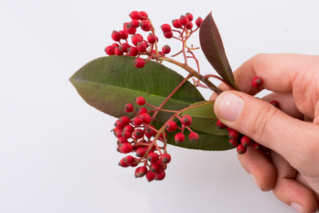 Wild fruit found in hand on a white backgroundの写真素材
