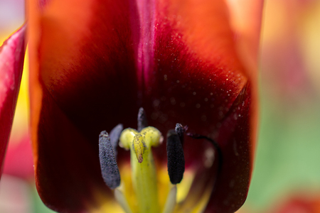 Colorful tulip flower bloom in the spring  gardenの写真素材
