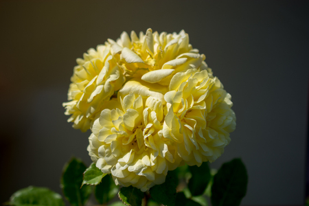 Blooming beautiful colorful rose on colorful backgroundの写真素材