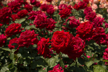 Blooming beautiful bunch of roses in spring gardenの写真素材