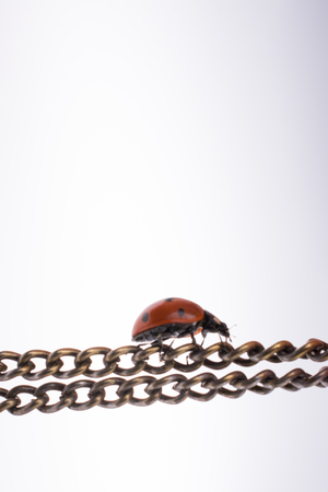 Beautiful photo of red ladybug walking on a chainの写真素材