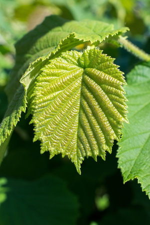 Green leaves as a nature background texture