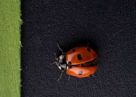 Beautiful photo of red ladybug walking on a notice board