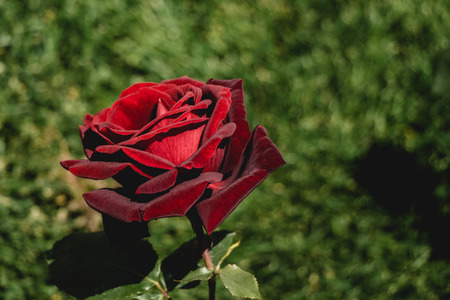 Beautiful colorful Rose Flower on garden backgroundの写真素材