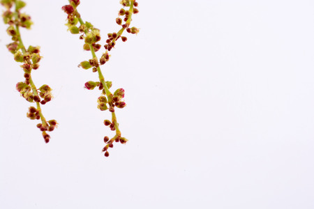 A Flower plant on a white backgroundの写真素材