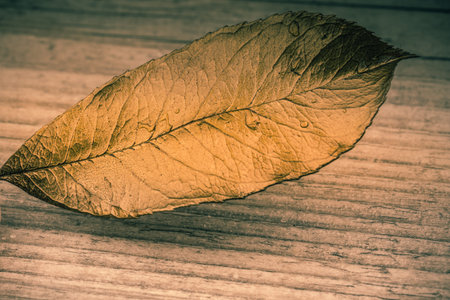 Hand holding a dry autumn leaf in hand on a gray background