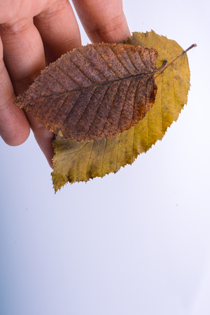 Hand holding a dry autumn leaves in hand on a white backgroundの写真素材