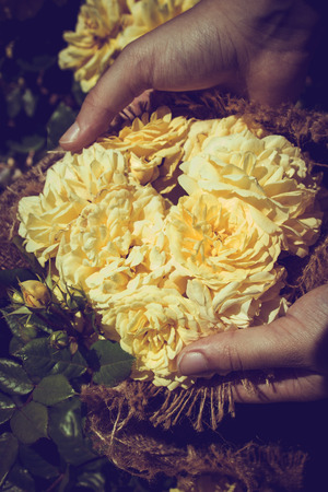 Beautiful fresh roses in handの写真素材