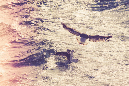 Seagulls are flying over sea watersの写真素材