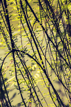 A unique photo of bright tender offshoot  of a tree growingの写真素材