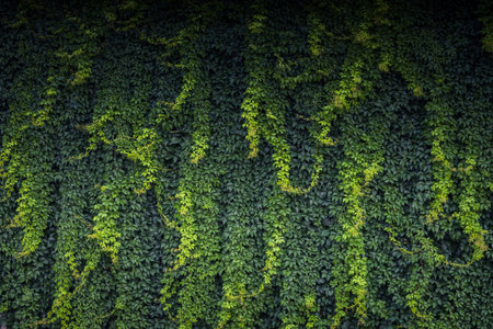 Green leaves as a nature background texture