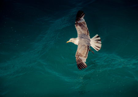 Single seagull flying with with sea as a backgroundの写真素材