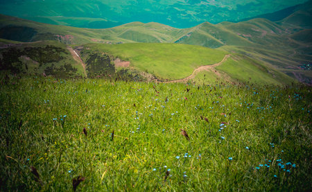 Green grass on highland meadow in in Artvin in Turkey