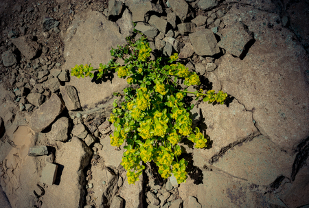 Blooming beautiful colorful wild flowers in Artvin highlandの写真素材