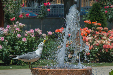 seagull by the fountain in the rose gardenの写真素材