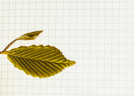 Leaves in hand over a notebook page