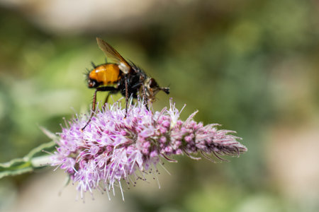 Insect  feeding on a flower  in nature