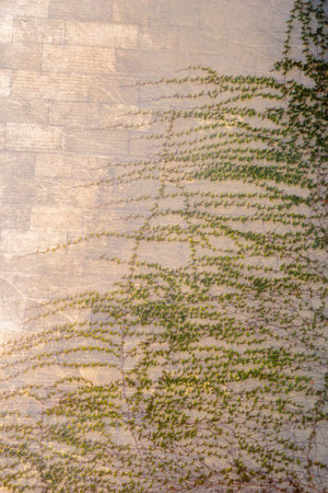 Green plants as a nature background texture