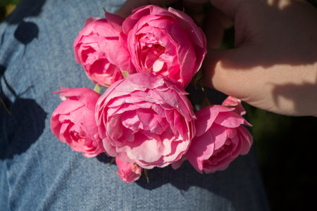 Blooming beautiful colorful roses in the garden background
