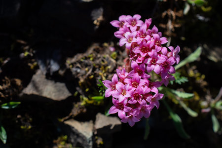 Blooming beautiful colorful wild flowers in Artvin highland