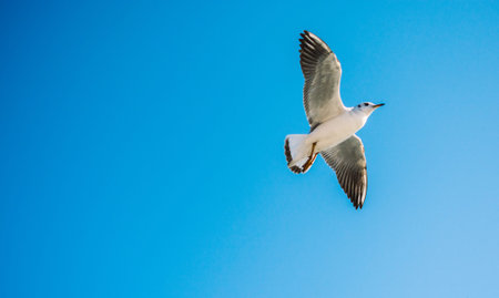 Single seagull flying in a blue sky background