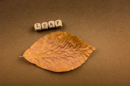 Autumn or  fall composition or concept and word Autumnの写真素材