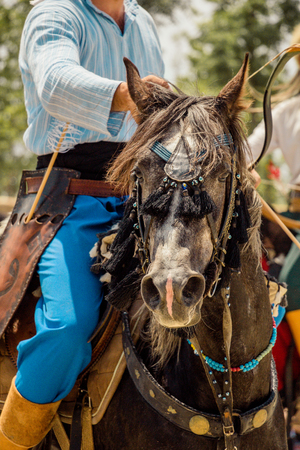 Portrait of a horse head with long mane and partial harnessの写真素材