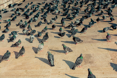 Lonely birds by live in an urban environmentの写真素材