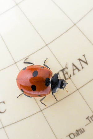 Ladybug walking on a little colorful model globeの写真素材