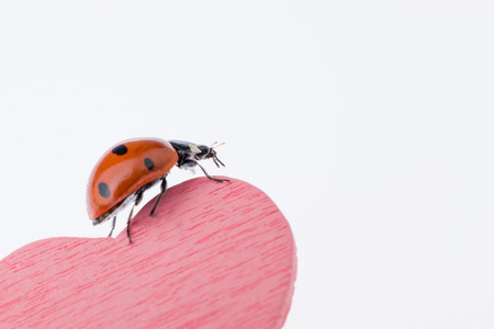 Beautiful photo of red ladybug walking on a pink heart iconの写真素材