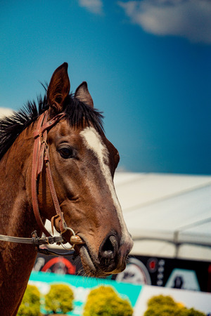 portrait of dark palomino horse. Horse head with long mane in profileの写真素材