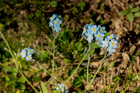 Blooming beautiful colorful wild flowers in Artvin highlandの写真素材