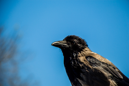 The Hooded Crow Corvus cornix is a  bird speciesの写真素材