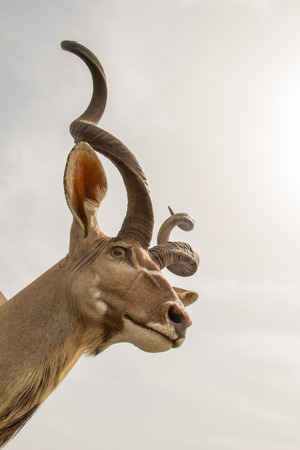 Wild brown mountain goat with two huge hornsの写真素材