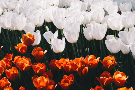 Blooming colorful tulip flowers in garden as floral backgroundの写真素材