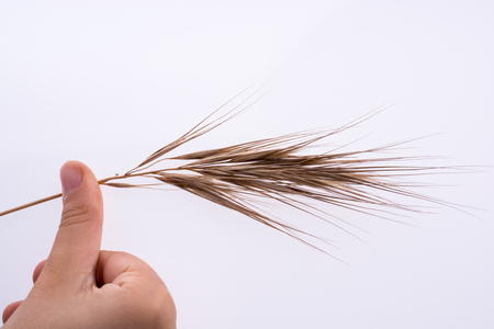Hand holding a wheat on a white backgroundの写真素材
